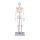 Miniatur-Skelett Tom